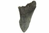 Partial Fossil Megalodon Tooth - South Carolina #321280-1